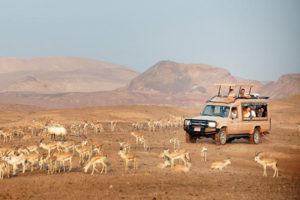 Enjoy the animal Safari at Sir Baniyas